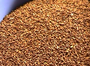 goodwin-agro-people-working-img-3